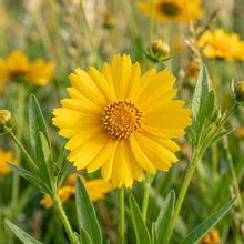 Tickseed Lance-Leaved Coreopsis Seeds – Yellow Garden Blooms