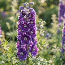 Larkspur Fancy Purple Picotee Flower Seeds for Planting