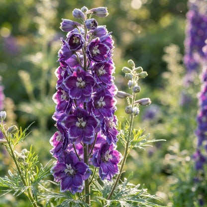 Larkspur Fancy Purple Picotee Flower Seeds for Planting