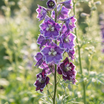 Larkspur Fancy Purple Picotee Flower Seeds for Planting