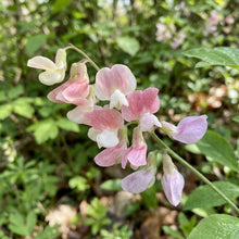 Lathyrus Vernus Albo Roseus Flower Seeds For Planting