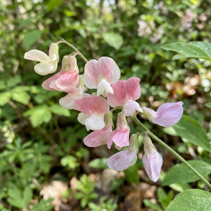 Lathyrus Vernus Albo Roseus Flower Seeds For Planting
