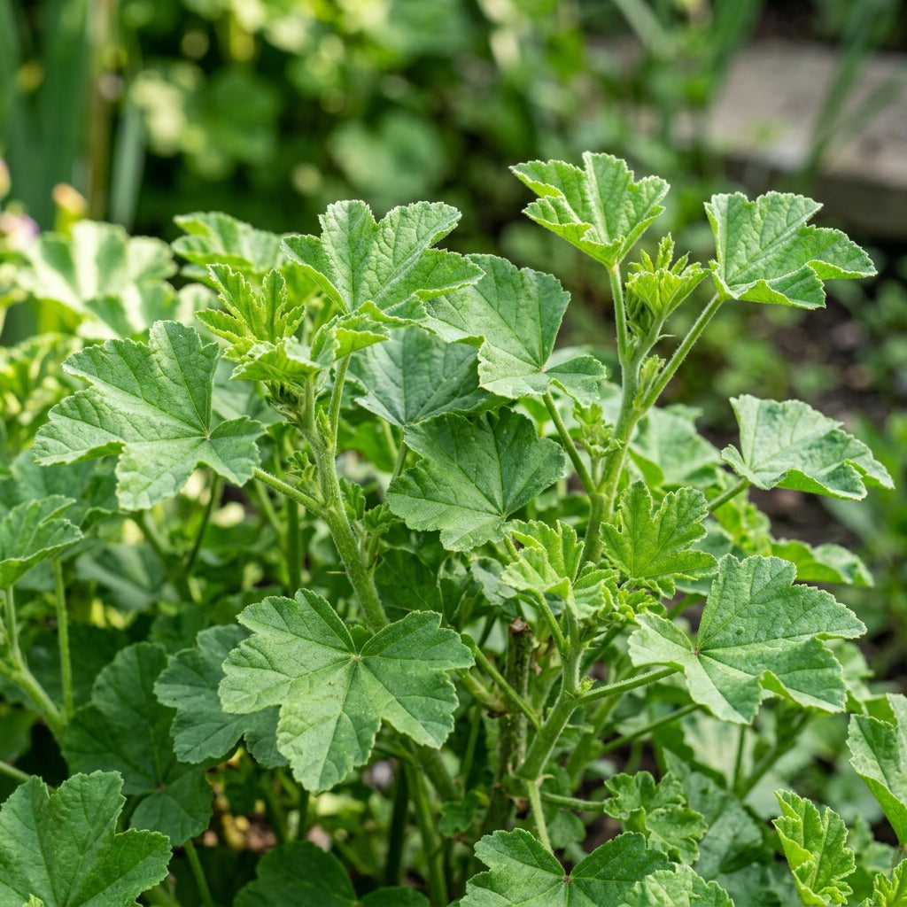 Lavatera Dwarf Pink Blush Seeds – Compact Pink Blooms