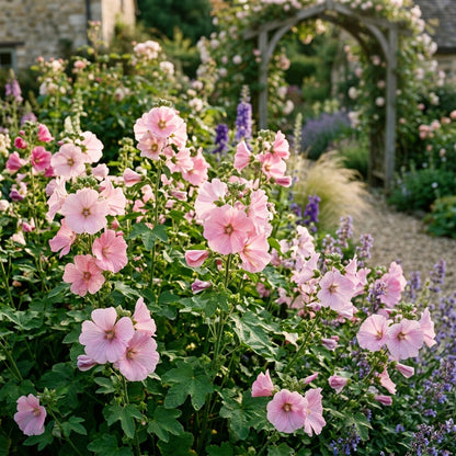Lavatera Loveliness Flower Seeds