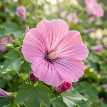 Lavatera Loveliness Flower Seeds