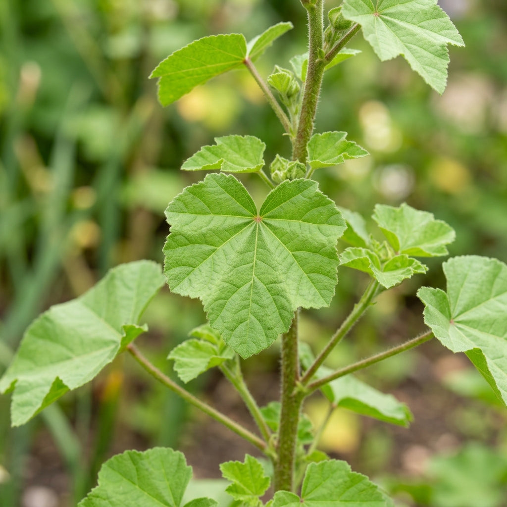 Lavatera Loveliness Flower Seeds