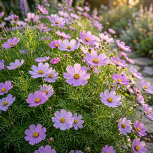 Lavender Cosmos Flower Seeds For Planting