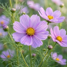Lavender Cosmos Flower Seeds For Planting