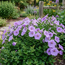 Lavender Petunia Seeds For Planting