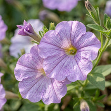 Lavender Petunia Seeds For Planting