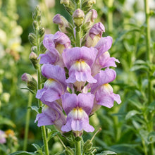 Lavender Snapdragon Flower Seeds For Planting
