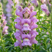 Lavender Snapdragon Flower Seeds For Planting