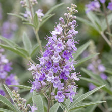 Lavender Vitex Castus Tree Seeds for Garden Planting