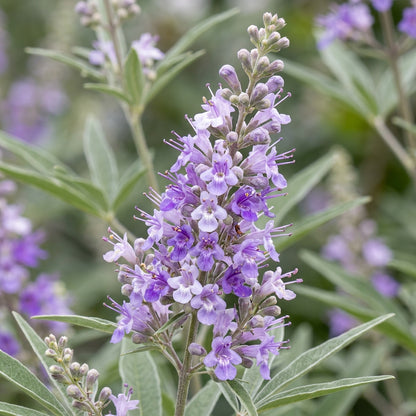 Lavender Vitex Castus Tree Seeds for Garden Planting
