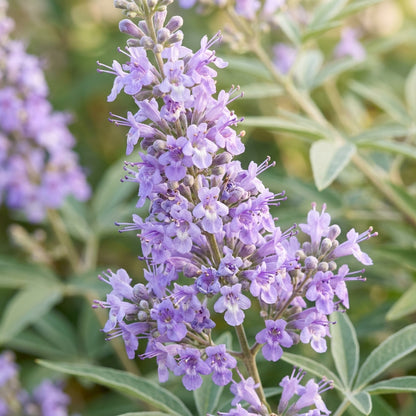 Lavender Vitex Castus Tree Seeds for Garden Planting