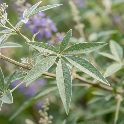 Lavender Vitex Castus Tree Seeds for Garden Planting