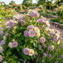 Lavender and White Rose Flower Seeds for Garden Planting