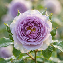 Lavender and White Rose Flower Seeds for Garden Planting