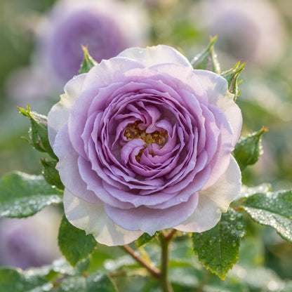 Lavender and White Rose Flower Seeds for Garden Planting