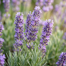 Munstead Lavender Seeds - Lavender Flower Seeds for Garden