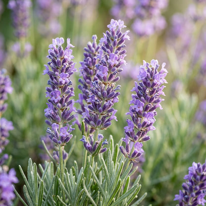 Munstead Lavender Seeds - Lavender Flower Seeds for Garden