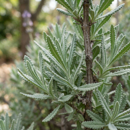French Lavender Seeds for Planting