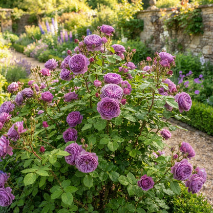 Lavender Purple Rose Flower Seeds for Garden Planting