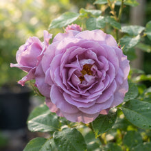 Lavender Purple Rose Flower Seeds for Garden Planting