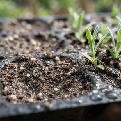 Lilac Lavender Seeds - Lavender Flower Seeds for Garden