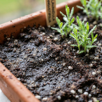 Deep Purple Lavender Seeds for Planting