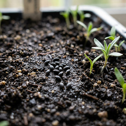Blush Pink Lavender Seeds for Planting