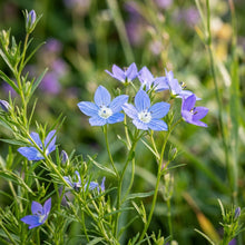 Legousia Devon Sky Flower Seeds For Planting