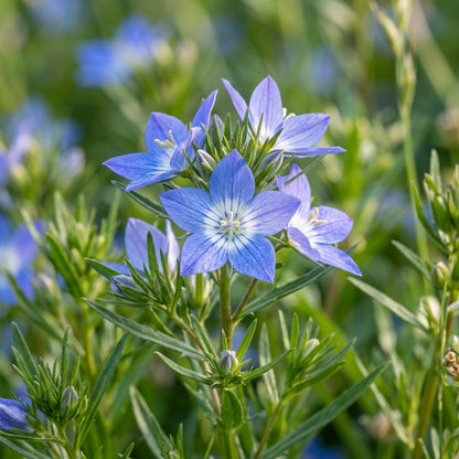 Legousia Devon Sky Flower Seeds For Planting