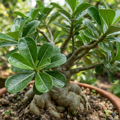 Light Lemon Adenium Flower Seeds - Desert Rose Flower Seeds for Garden