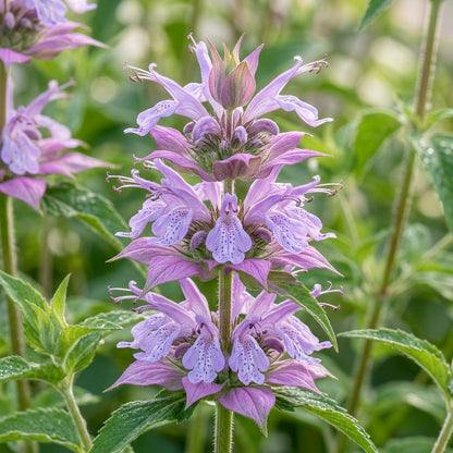 Lemon Bee Balm (Monarda citriodora) Seeds for Planting