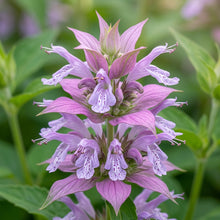 Lemon Bee Balm (Monarda citriodora) Seeds for Planting