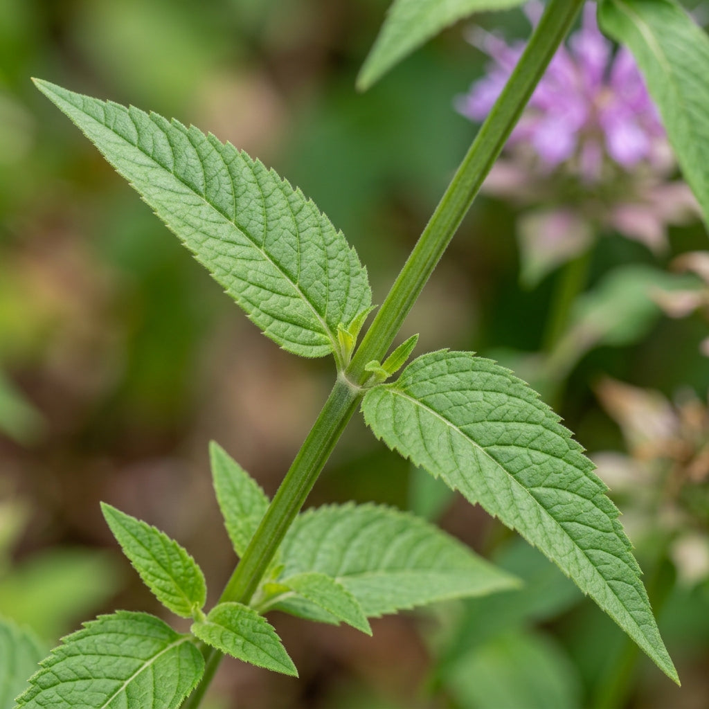 Lemon Bee Balm (Monarda citriodora) Seeds for Planting