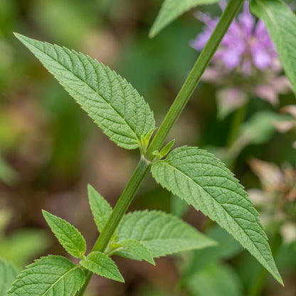 Lemon Bee Balm (Monarda citriodora) Seeds for Planting