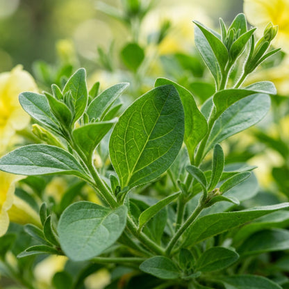 Lemon Yellow Petunia Flower Seeds for Planting