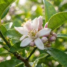 Bearss Lemon Seeds for Planting
