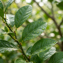 Primofiori Lemon Seeds for Planting