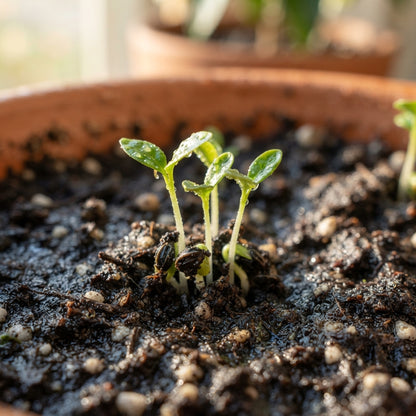 Ponderosa Lemon Seeds for Planting