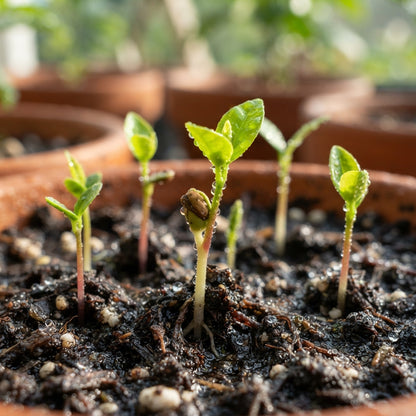 Rough Lemon Seeds for Planting