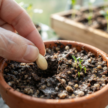 Dwarf Lemon Tree Seeds for Planting