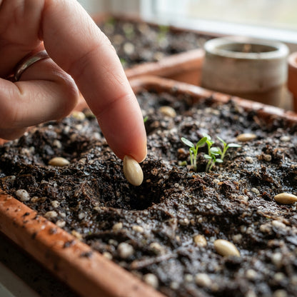 Dwarf Meyer Lemon Seeds for Planting