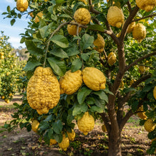 Ponderosa Lemon Seeds for Planting