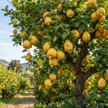 Rough Lemon Seeds for Planting