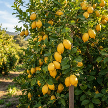 Eureka Lemon Seeds for Planting