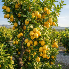Genoa Lemon Seeds for Planting
