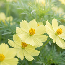 Lemon Yellow Cosmos Flower Seeds For Planting